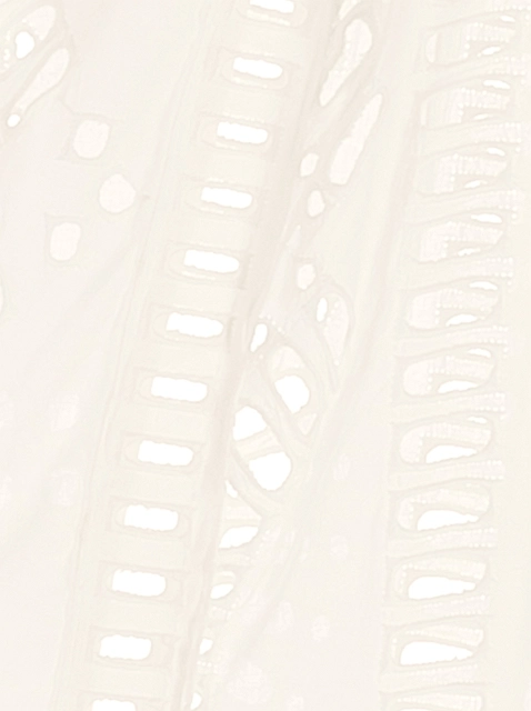 Image 227694
